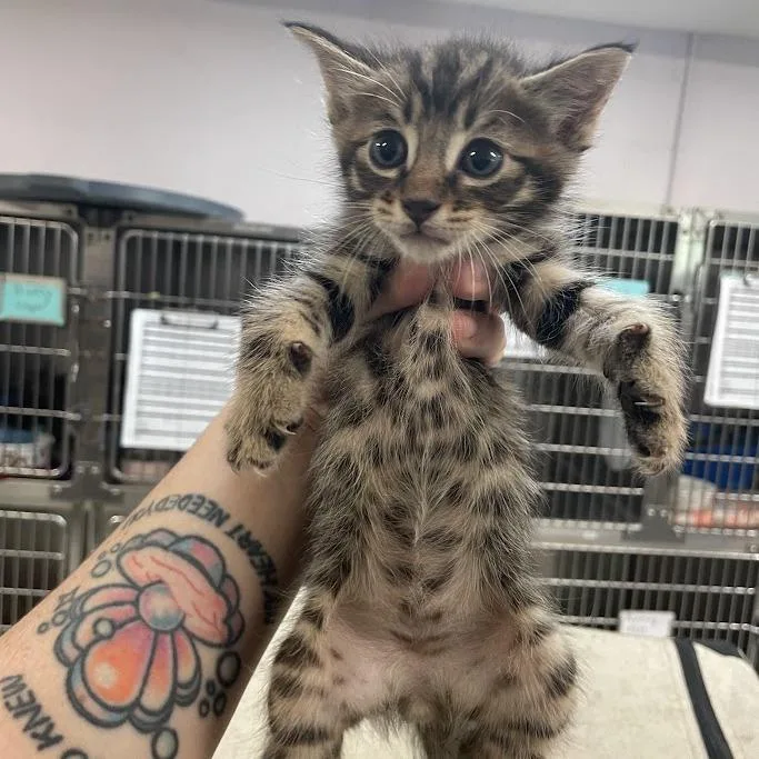 A baby small-sized male Brown / Chocolate Domestic Short Hair cat named Maple for adoption in Port Charlotte, FL