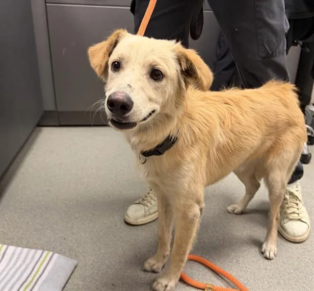 A young small-sized male Chihuahua dog named Teddy for adoption in Ontario, CA