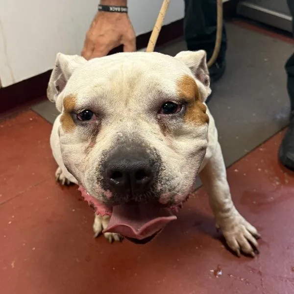 An adult large-sized female American Bulldog dog named Olga for adoption in Salisbury, MD