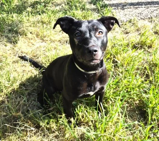 A young medium-sized female Staffordshire Bull Terrier dog named Sammy for adoption in Houston, TX