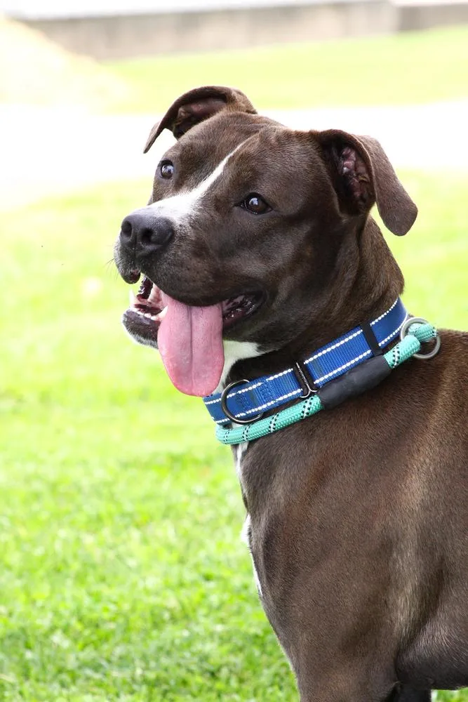 An adult large-sized female Tricolor (Brown, Black, & White) Pit Bull Terrier dog named Daisy Leah for adoption in Evansville, IN