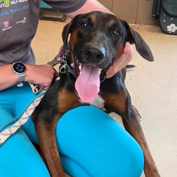 A young large-sized male Black Mixed Breed dog named Roman for adoption in Volcano, HI