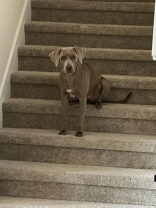An adult large-sized female Weimaraner dog named Jobe for adoption in Parrish, FL