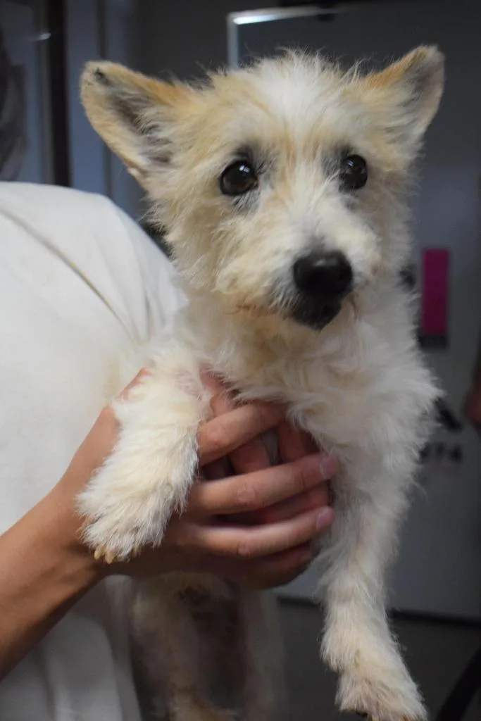 A senior small-sized male Terrier dog named Krypto for adoption in Pahrump, NV