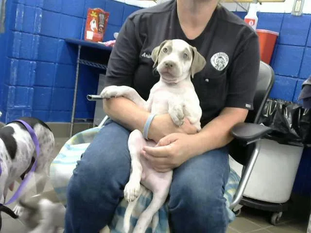 A baby small-sized female Pit Bull Terrier dog named Jesse for adoption in Albuquerque, NM