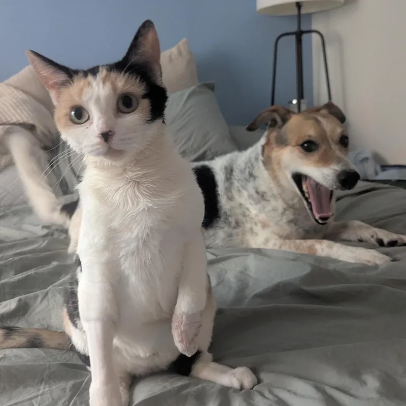 A young small-sized female Calico Domestic Short Hair cat named Tawny for adoption in Falls Church, VA