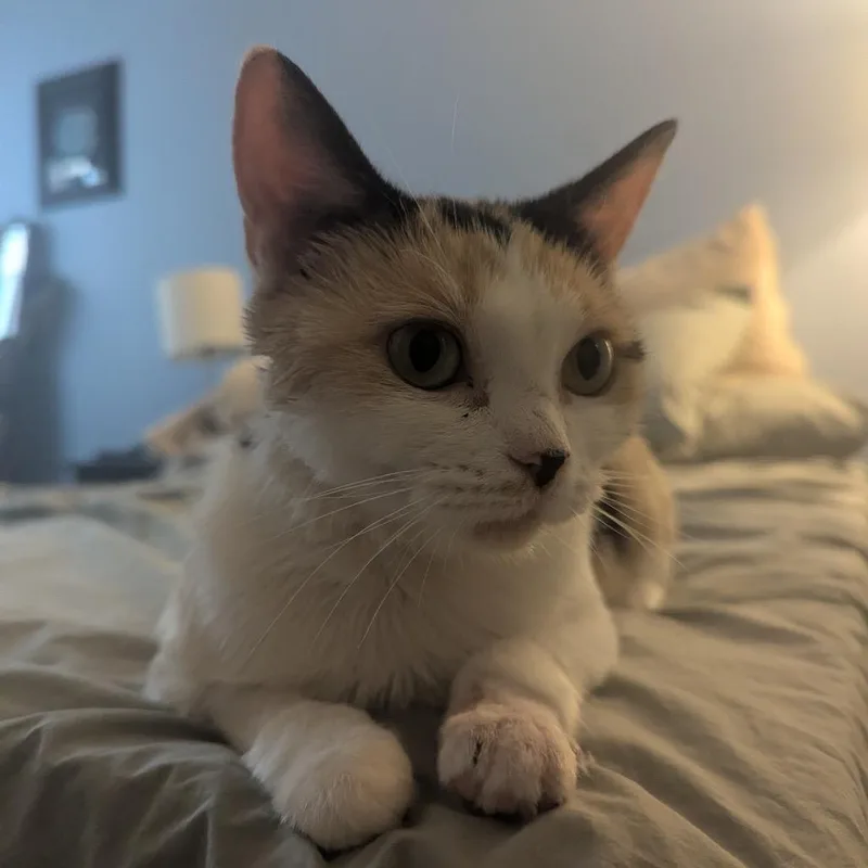 Tawny thumbnail 2
