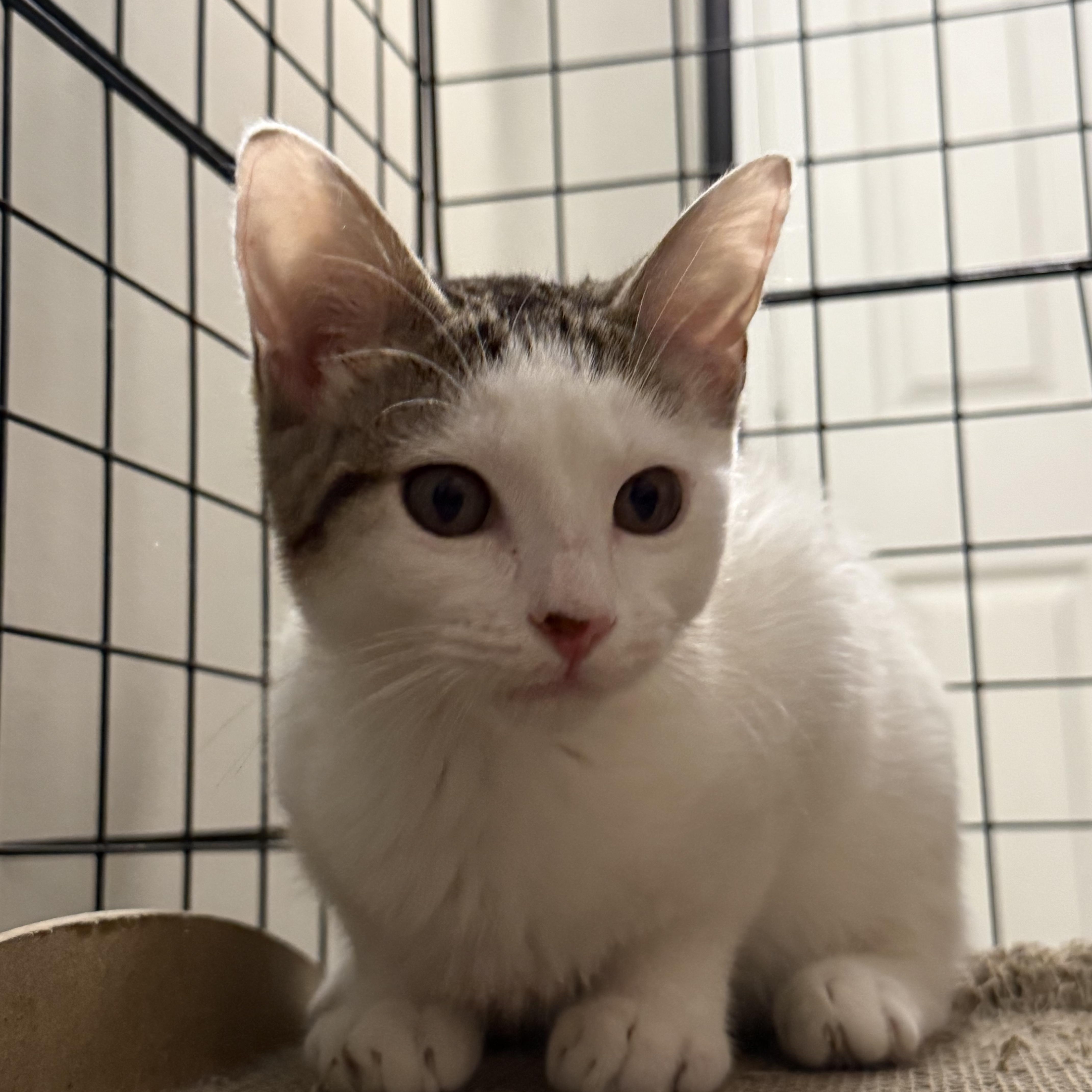 A baby medium-sized male White Domestic Short Hair cat named Apollo for adoption in Intercession city , FL