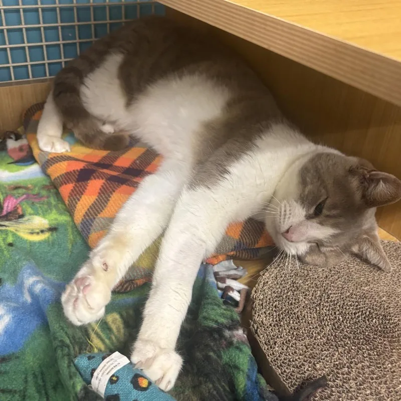 An adult large-sized male Buff / Tan / Fawn Domestic Short Hair cat named Nick for adoption in Morgan Hill, CA