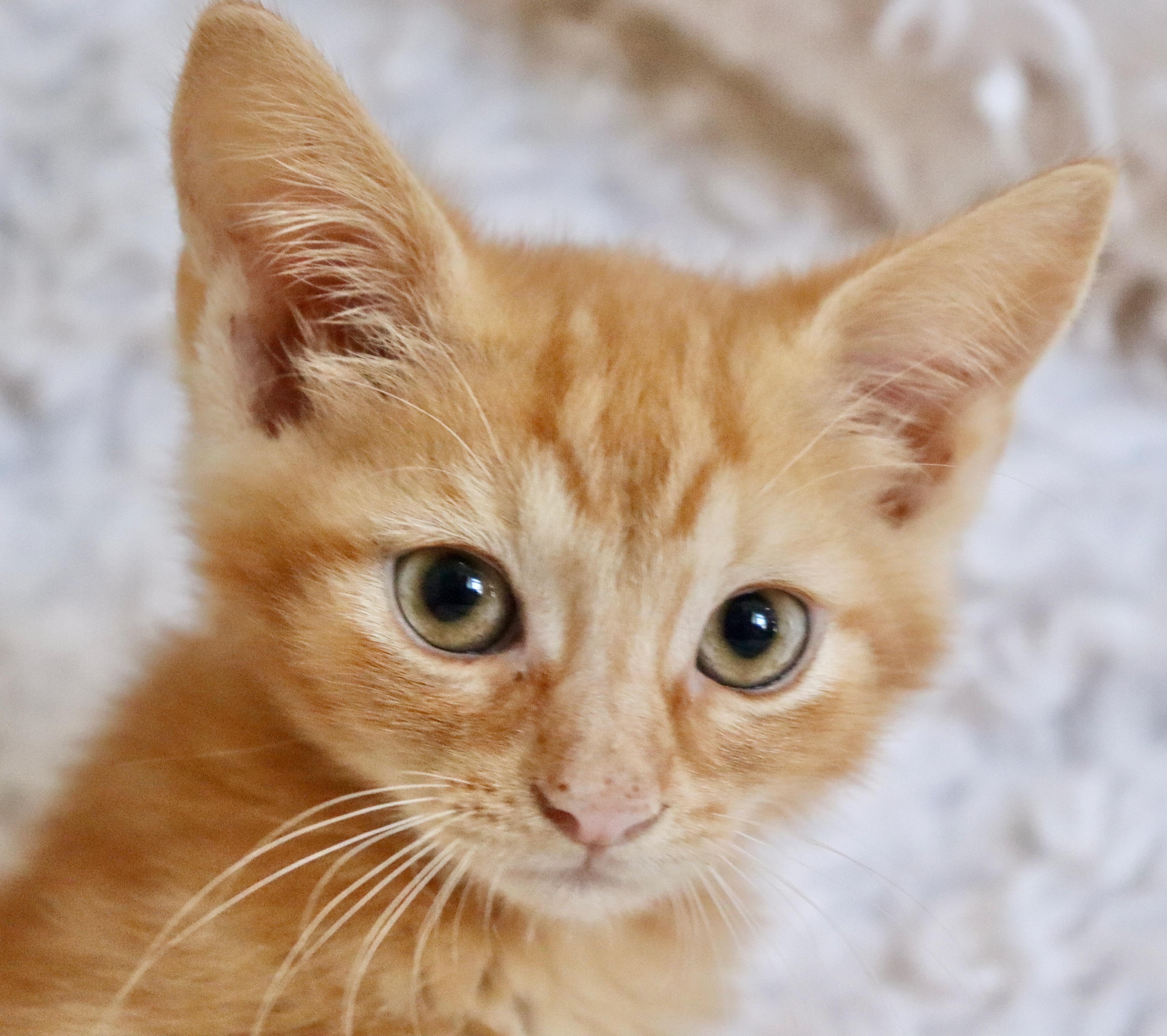 A baby medium-sized female Orange / Red Tabby cat named Shamrock for adoption in Saint Augustine, FL