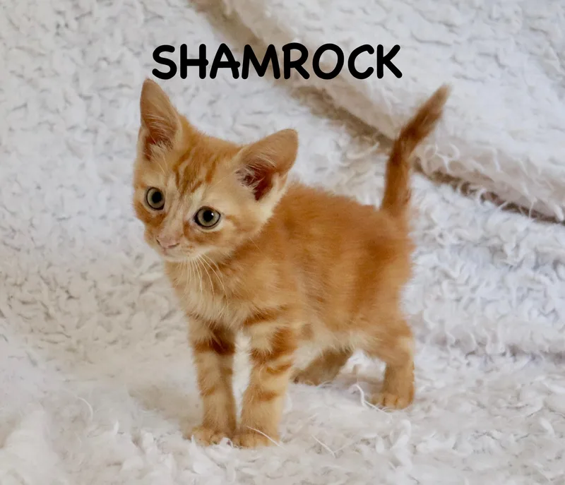 Shamrock thumbnail 3