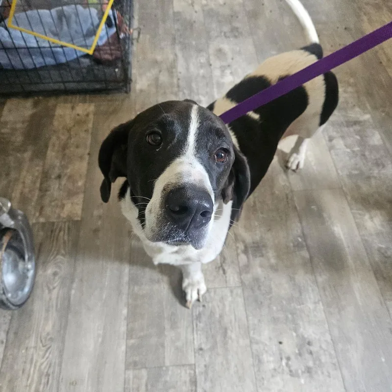 A young medium-sized male Black Basset Hound dog named Kiko for adoption in Hattiesburg, MS
