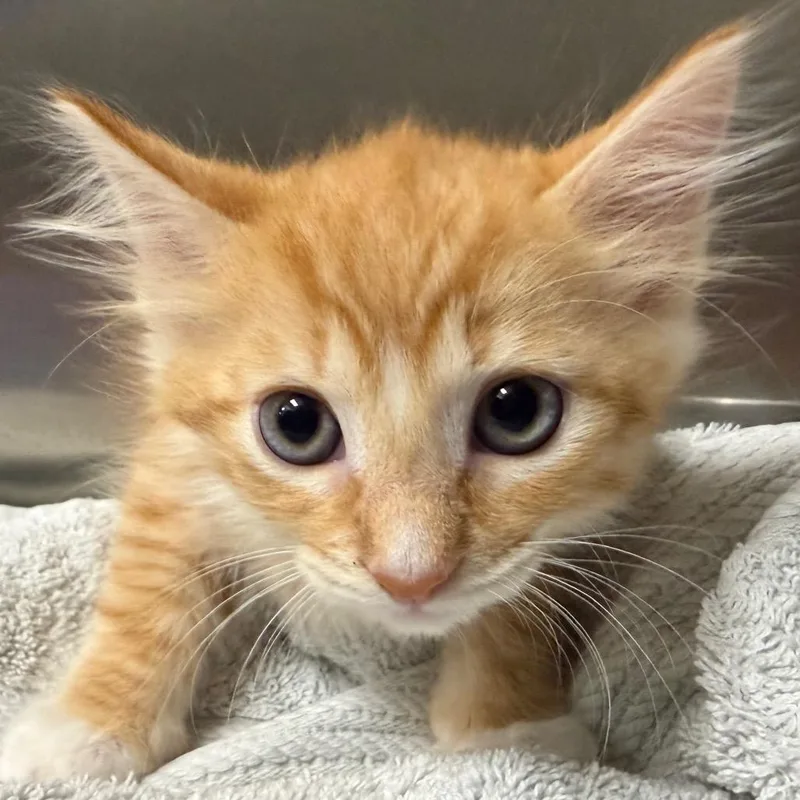 A baby small-sized female Orange / Red Domestic Short Hair cat named Harper for adoption in Milton, FL