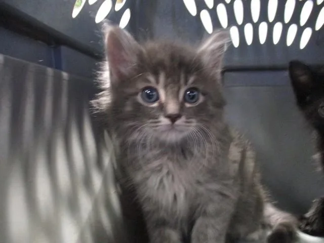 A baby small-sized male Domestic Medium Hair cat named Milo for adoption in Ocala, FL