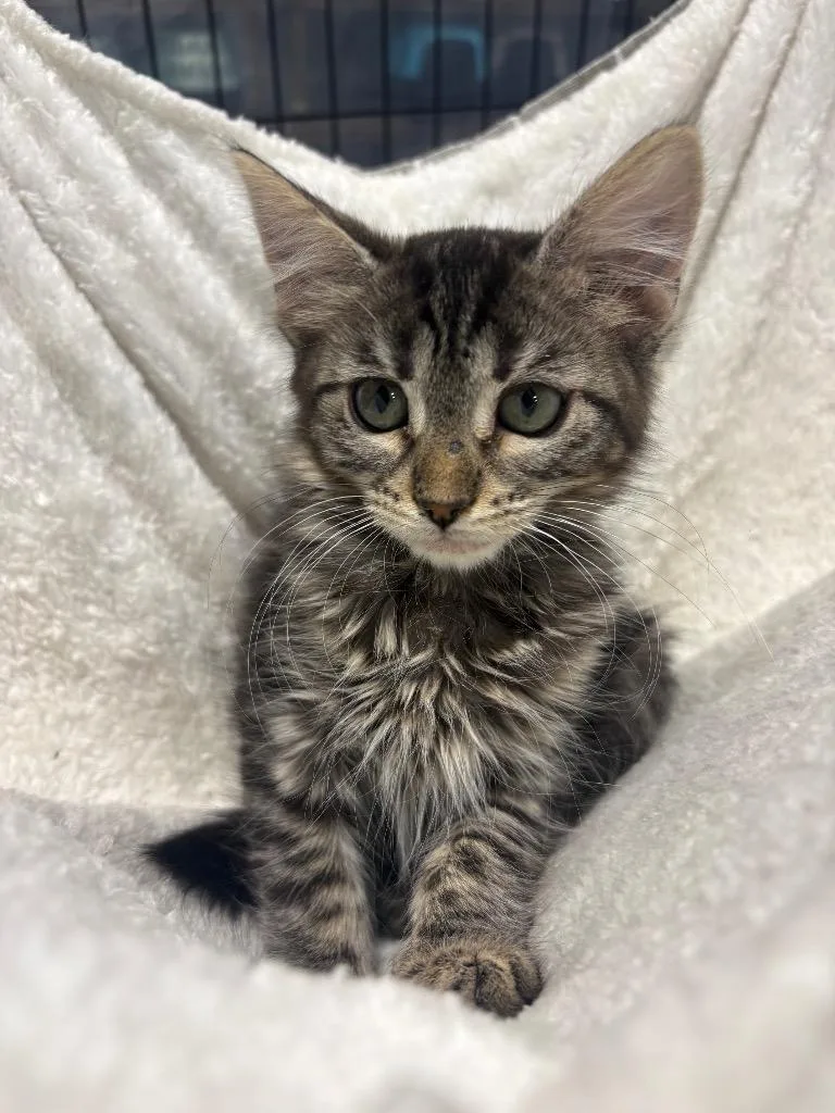 A baby small-sized female Domestic Medium Hair cat named Fluff for adoption in Corpus Christi, TX