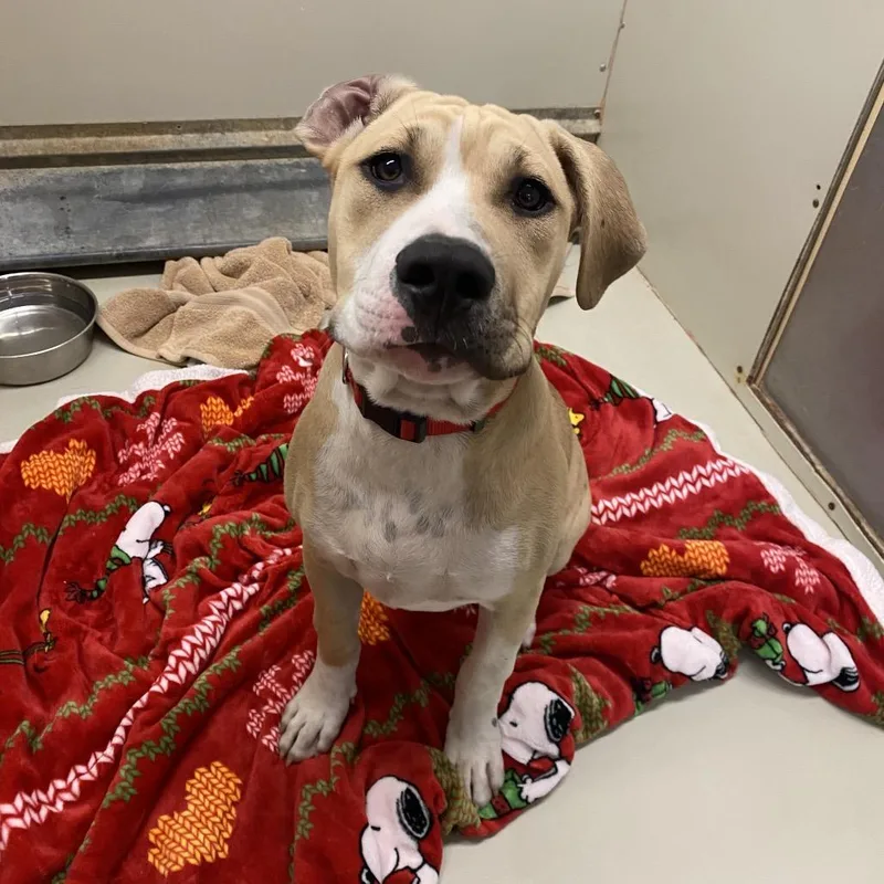 A young medium-sized male Yellow / Tan / Blond / Fawn Pit Bull Terrier dog named Joker for adoption in Westminster, CA