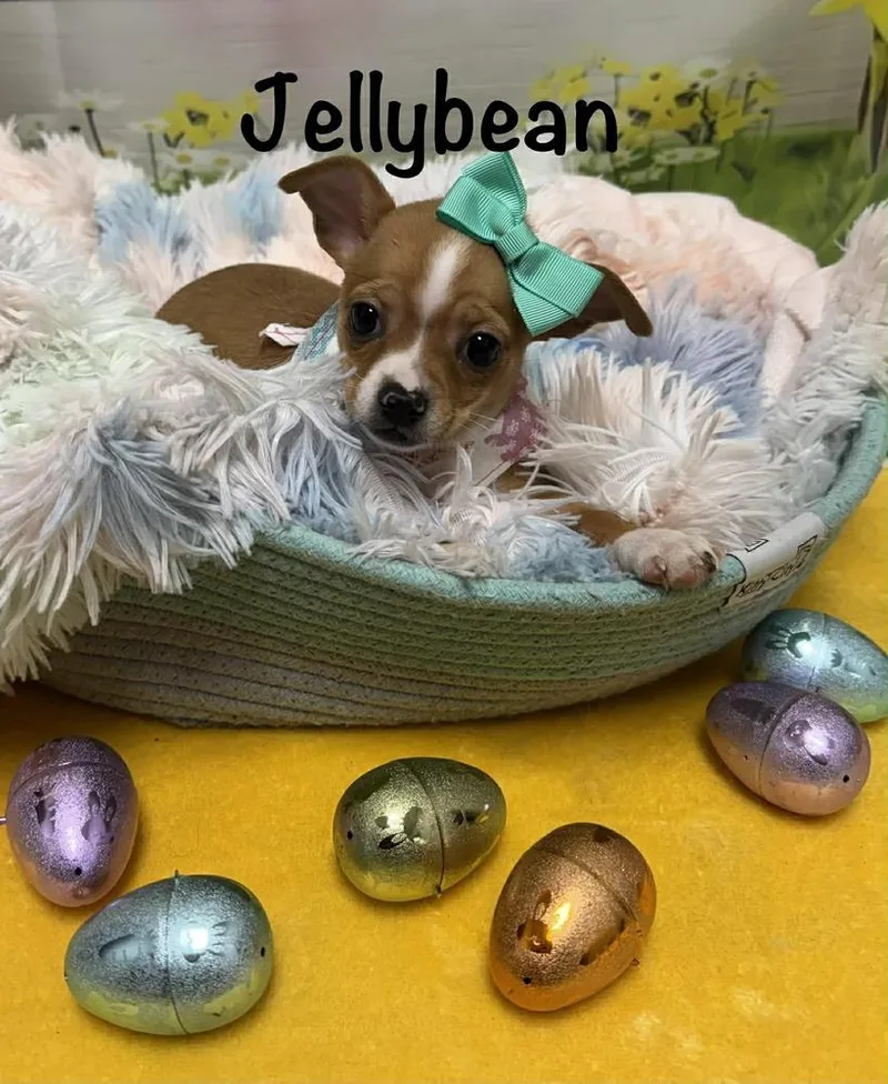 Jelly Bean