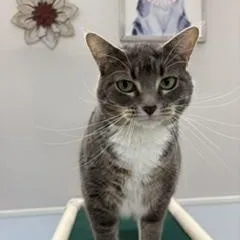 An adult medium-sized female Domestic Short Hair cat named Sasha for adoption in Black River Falls, WI