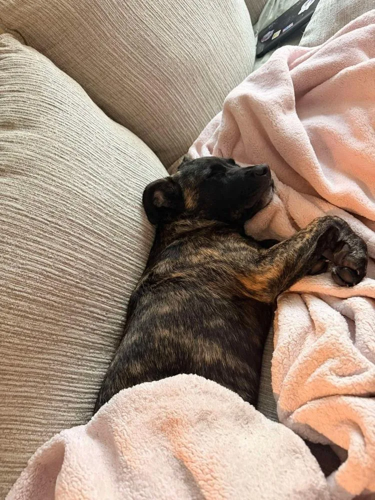 A baby medium-sized male Tricolor (Brown, Black, & White) Mixed Breed dog named Rocky for adoption in Valley Stream, NY