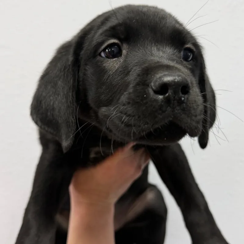 A baby small-sized female Black Great Pyrenees dog named Devin for adoption in Idaho Falls, ID