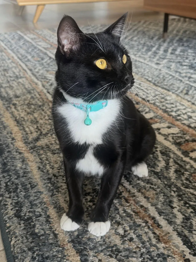 A young medium-sized male Black & White / Tuxedo Domestic Short Hair cat named Maxwell for adoption in Chandler, AZ