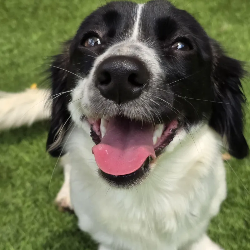 A young small-sized female Black Dachshund (Long Haired) dog named Quinn for adoption in Anderson, SC