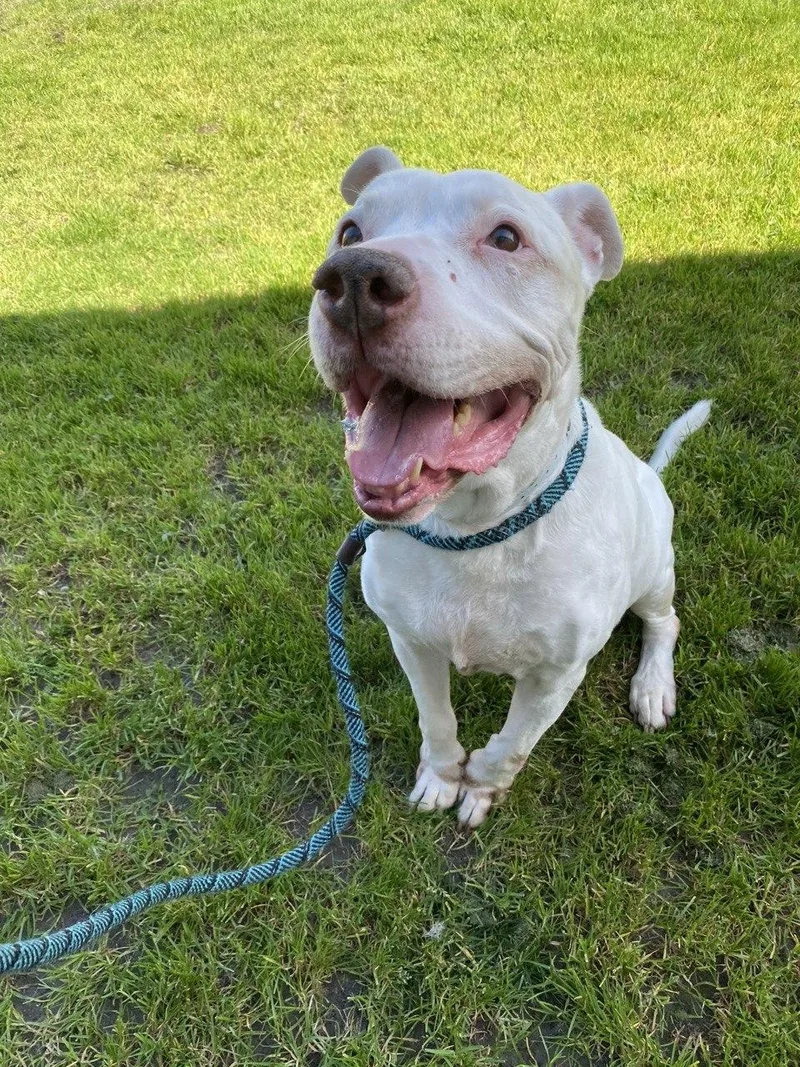 A senior large-sized male Pit Bull Terrier dog named Howie for adoption in Long Beach, CA
