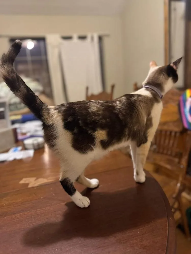 A young small-sized female Snowshoe cat named Dani for adoption in Plumerville, AR