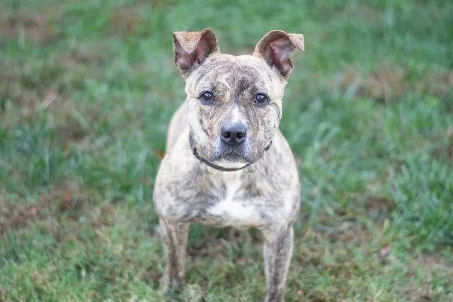 An adult medium-sized female American Staffordshire Terrier dog named Greta for adoption in York, SC