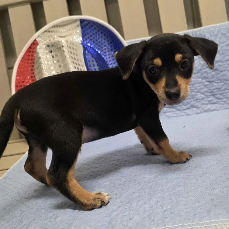 A baby small-sized male Black Terrier dog named Phineas for adoption in Beaumont, TX