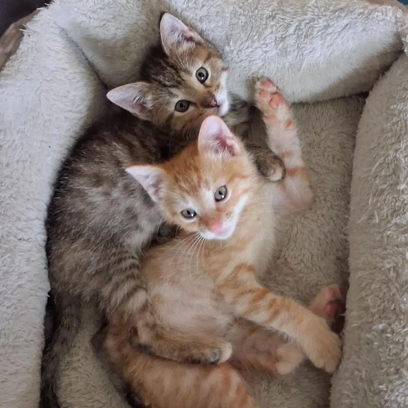 A baby small-sized male Domestic Short Hair cat named Horus for adoption in Indianapolis, IN