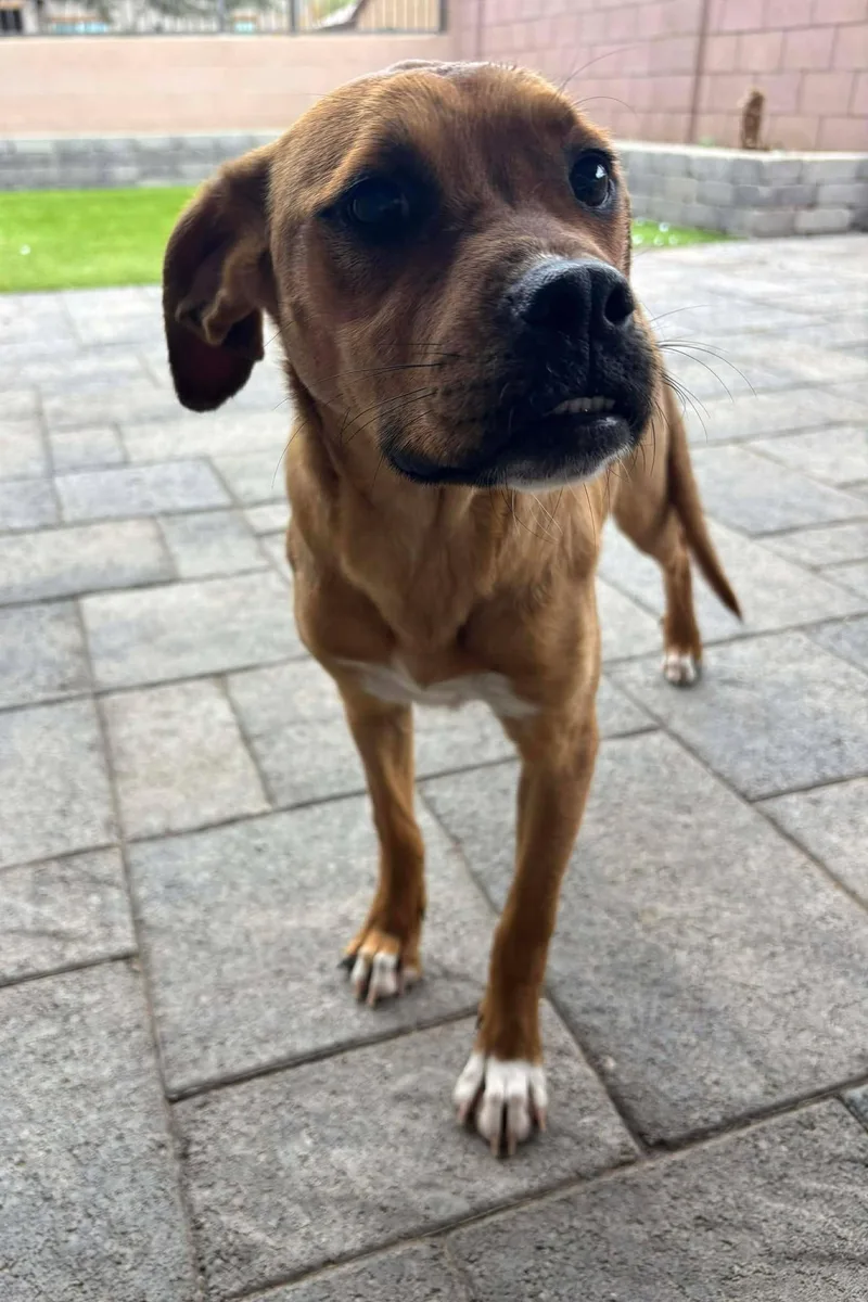 A young large-sized female Mastiff dog named Janice for adoption in Mesa, AZ