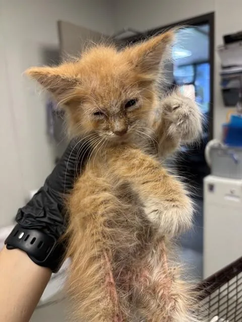 A baby small-sized male Domestic Short Hair cat named Nike for adoption in Ontario, CA