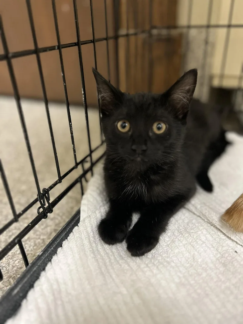 A baby medium-sized female Black Domestic Short Hair cat named Blackie for adoption in Lancaster, PA