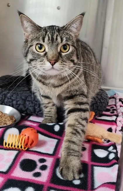 An adult large-sized female Tabby (Gray / Blue / Silver) Domestic Short Hair cat named Jane for adoption in Fairfield, IA