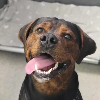 A young large-sized male Bicolor Mixed Breed dog named Enzo for adoption in Cooperstown, NY