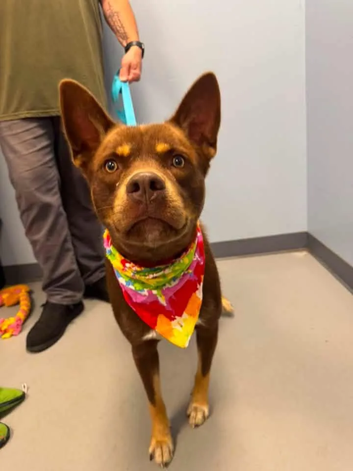 A young medium-sized male Brown / Chocolate Cattle Dog dog named Trey for adoption in Zanesville, OH