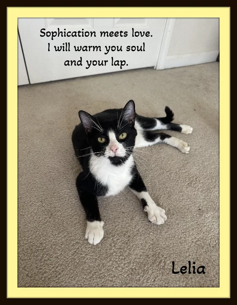 Koko  Pintsized Love thumbnail 2