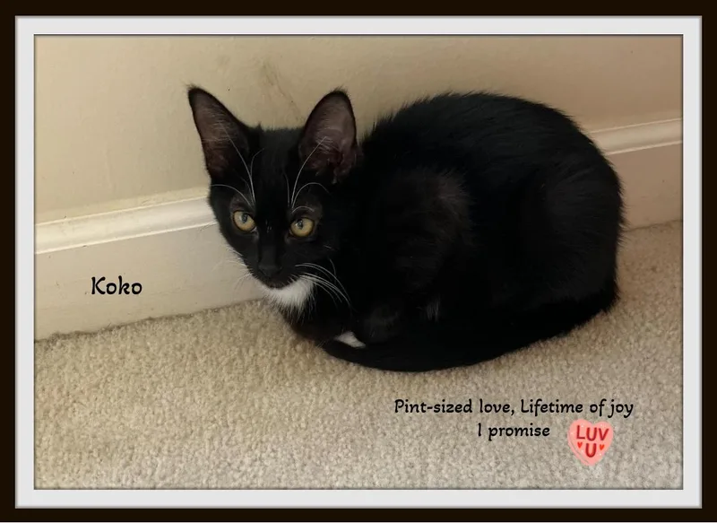 Koko  Pintsized Love