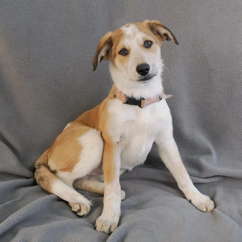 A young medium-sized female White / Cream Australian Cattle Dog / Blue Heeler dog named Pilot for adoption in Point Richmond, CA