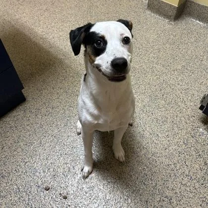 An adult medium-sized male Mixed Breed dog named Casper for adoption in Merriam, KS