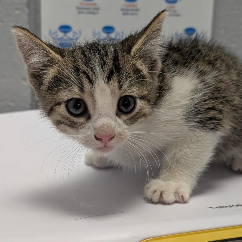 A baby small-sized male Domestic Short Hair cat named Oatmeal Creme Pie for adoption in West Olive, MI
