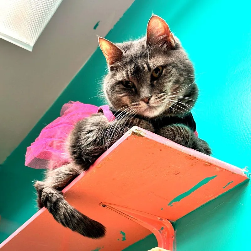 Nefertari thumbnail 2