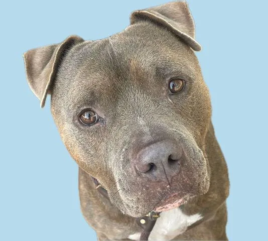 An adult large-sized male Pit Bull Terrier dog named Snoopy for adoption in Tucson, AZ