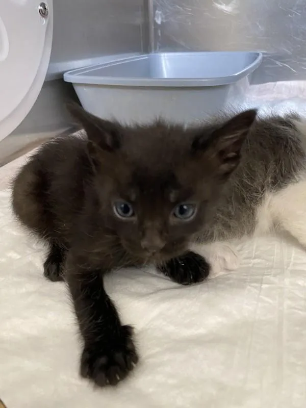A baby small-sized female Domestic Short Hair cat named Sprout for adoption in Victorville, CA
