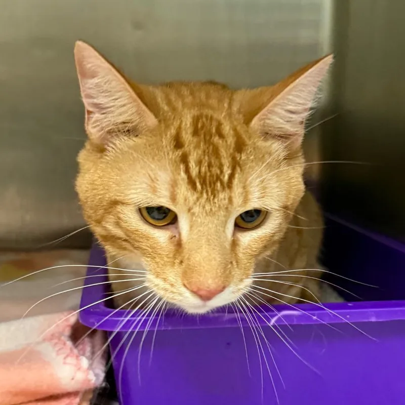 An adult small-sized male Domestic Short Hair cat named Emmett for adoption in Jacksonville, AR