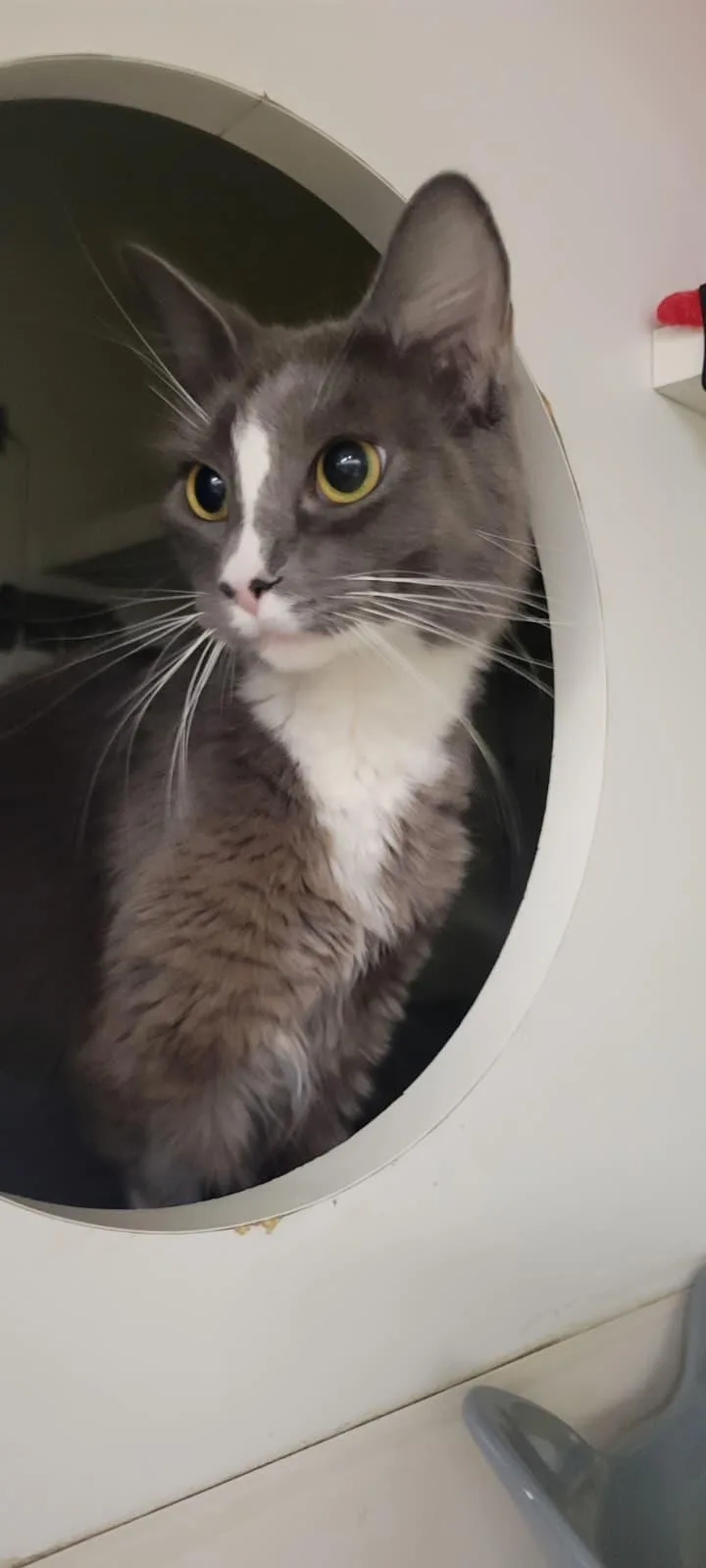 An adult medium-sized female Gray & White Domestic Medium Hair cat named Twinkle  Shining For for adoption in Fountain Valley, CA