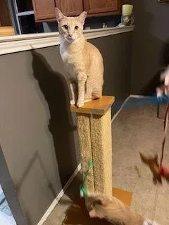 Hermione thumbnail 2