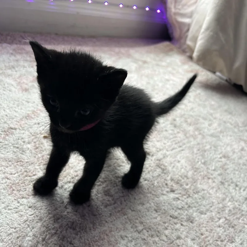 A baby small-sized female Black Domestic Short Hair cat named Ari for adoption in Odenville, AL
