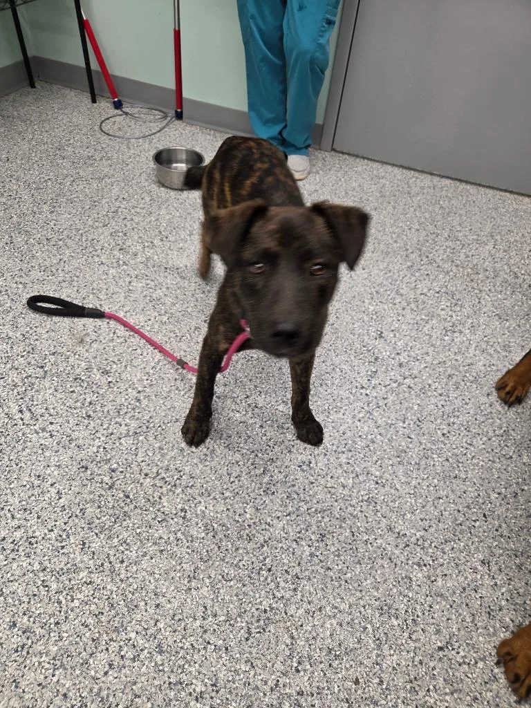 A baby medium-sized male Rottweiler dog named Reggie for adoption in Athens, TN